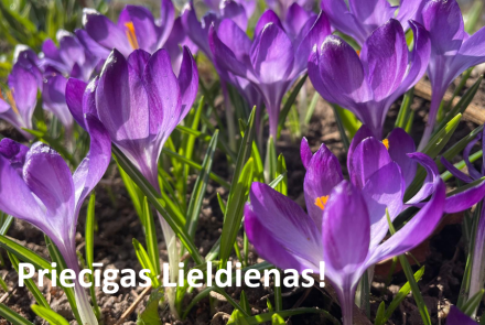 Plašs plāns ziedošiem violetiem krokusa ziediem saules gaismā ar zaļu zāli un augsni. Baltā krāsā redzams latvisks uzraksts Priecīgas Lieldienas!, kas novēl priecīgas Lieldienas.